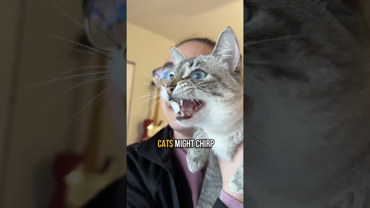 🤔 Why Do Cats Chirp❓