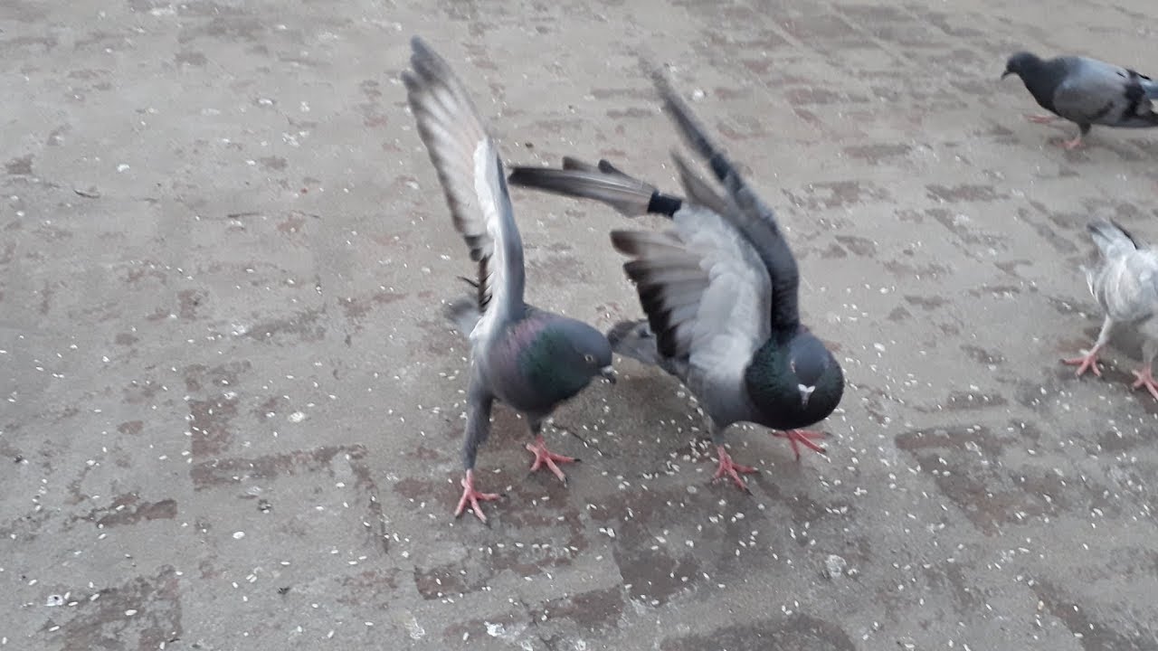 Two Male Pigeon Fighting YouTube
