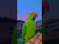 mai tota mai tota #parrot #lifeisbutadream #cute #ihavethisthingwithplants #whowillbemylifepartnerta