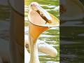 Weird Animal Sounds #wildanimals #nature #shorts