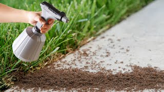Вы больше никогда не увидите муравьев в своем саду и доме! Лучшее постоянное решение!