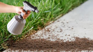 You will never see ants in your garden and house again! The best permanent solution!