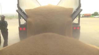 Trinity Trailer - Belt Trailer Transporting Feed - The Best Feed Trailer