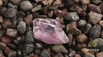 Protea Pink Diamond Auction