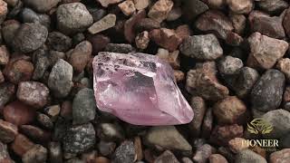 Protea Pink Diamond Auction