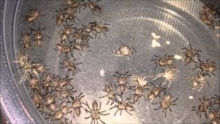 Download Lagu Oligoxystre diamantinensis slings, second instar. MP3 Download Lagu Oligoxystre diamantinensis slings, second instar. MP3
