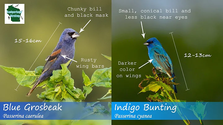 ID Tips: Blue Grosbeak vs. Indigo Bunting