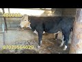 Online Малбазар!!! Ақбас бұқа 480 000