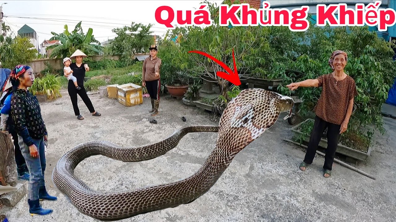 Экстренный вызов от 80-летней женщины, которая обнаружила 20 кобр, заползающих в ее дом, чтобы св...