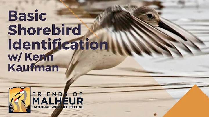 Basic Shorebird Identification w/ Kenn Kaufman