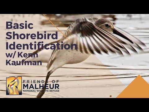 Basic Shorebird Identification w/ Kenn Kaufman