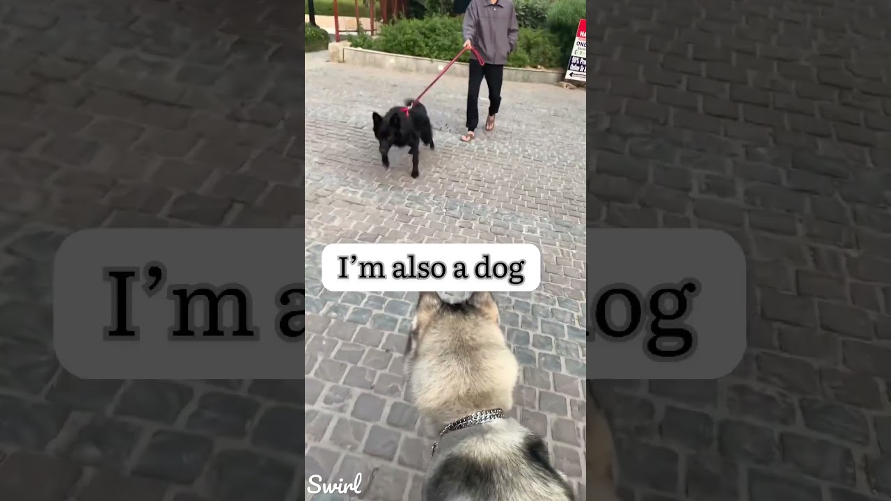 First time friendship German shepherd and husky 💪 | 