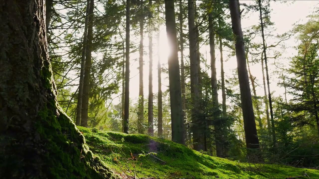 Fuaim Dhíomhaireach - Fonn ’na Chasan (Tune in My Step) [Lyric Video]