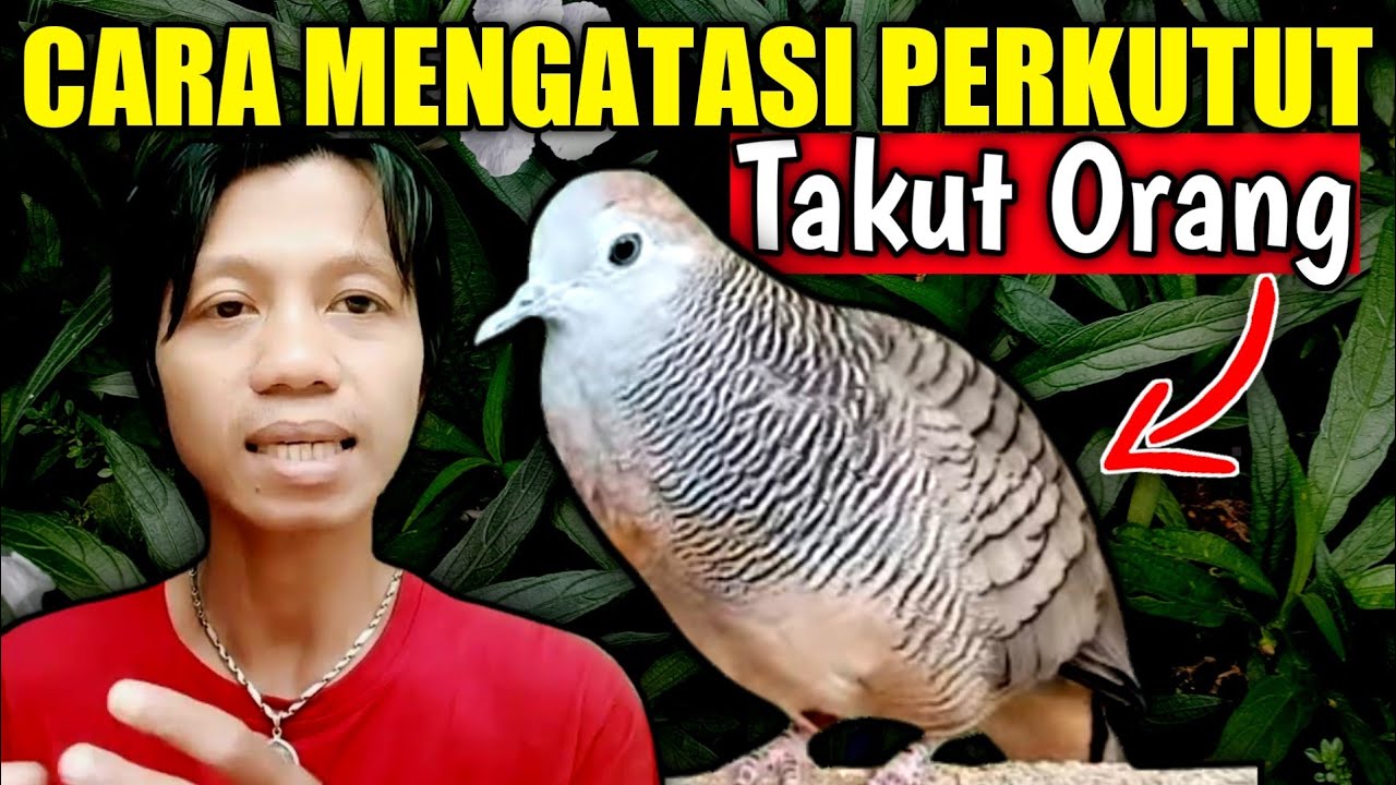 CARA MENGATASI PERKUTUT TAKUT ORANG ,Penjinakan Burung Perkutut.Tips