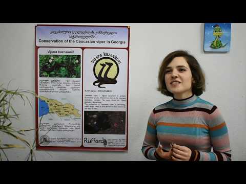 კავკასიური გველგესლას კონსერვაცია საქართველოში - Conservation of the Caucasian viper in Georgia