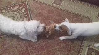 Jack Russell Vs Bichon Maltese Round