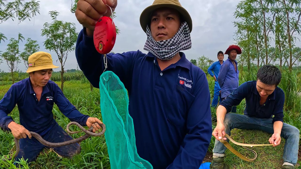 CHỌN LỌC | 4 loại rắn miền Tây | TGSB #489