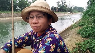 Câu cá lóc, Săn cá rừng u minh ngày mưa bão,