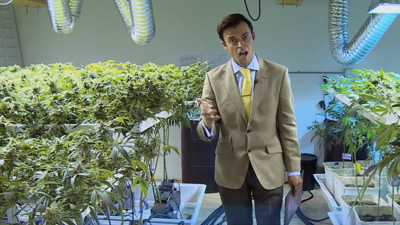 Dale Maily on cannabis: Series 3 | The Revolution Will Be Televised