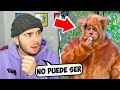 Reacción a La Historia un Oso (Morandé Con Compañia) 2