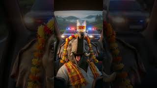 Elephant Joy ride #motivation #film #movie #love #tvk #tamilnadupolitics