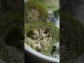 ヘチマで作る自家製たわし🥒 #ぬしキッチン