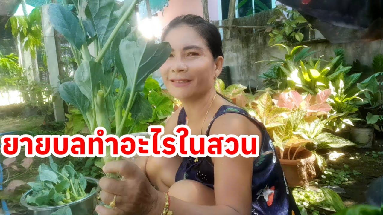 #ผักที่ปลูกไว้ตัดแล้วก็แตกแหนงขึ้นมากินได้ทั้งปีแต่จะโละออกปลูกใหม่ ชีวิตยายบลคนบ้านๆ