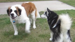 Husky try to teas big Saint Bernard funny 😹 