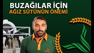 Buzağılar Için Ağız Sütünün Önemi Nedir? Tarım Kredi Yem