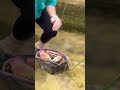 【危険】デカすぎるカニには要注意です