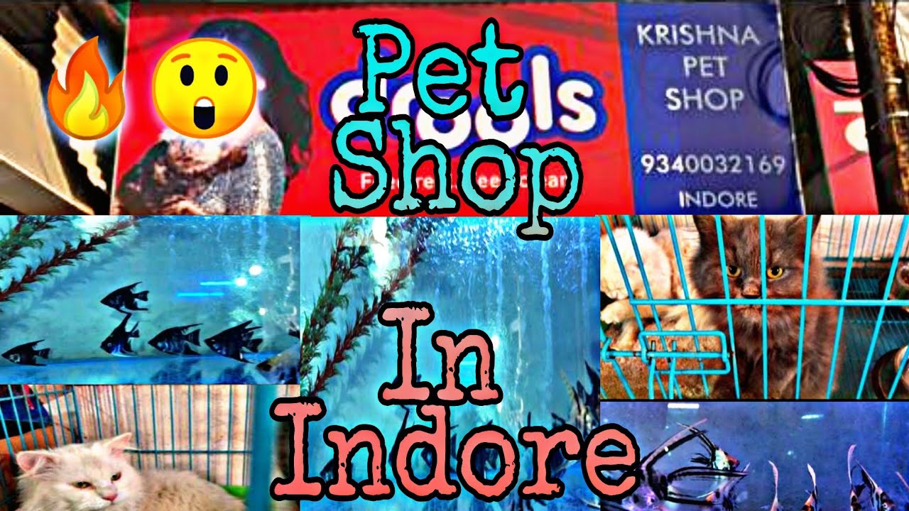 Krishna Pet Shop In Indore 🔥 *** yuvraj uv vlogs *** YouTube