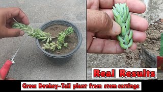 how to grow donkey tail plant from stem cuttings | sedum morganianum propagation from stem cuttings