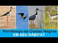 Pernilongo-de-Costas-Negras em seu Hábitat