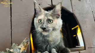 RIN (FEMALE) // KUCING MAINECOON // 6 MONTH by MuliaCoon Cattery 769 views 2 years ago 2 minutes, 21 seconds