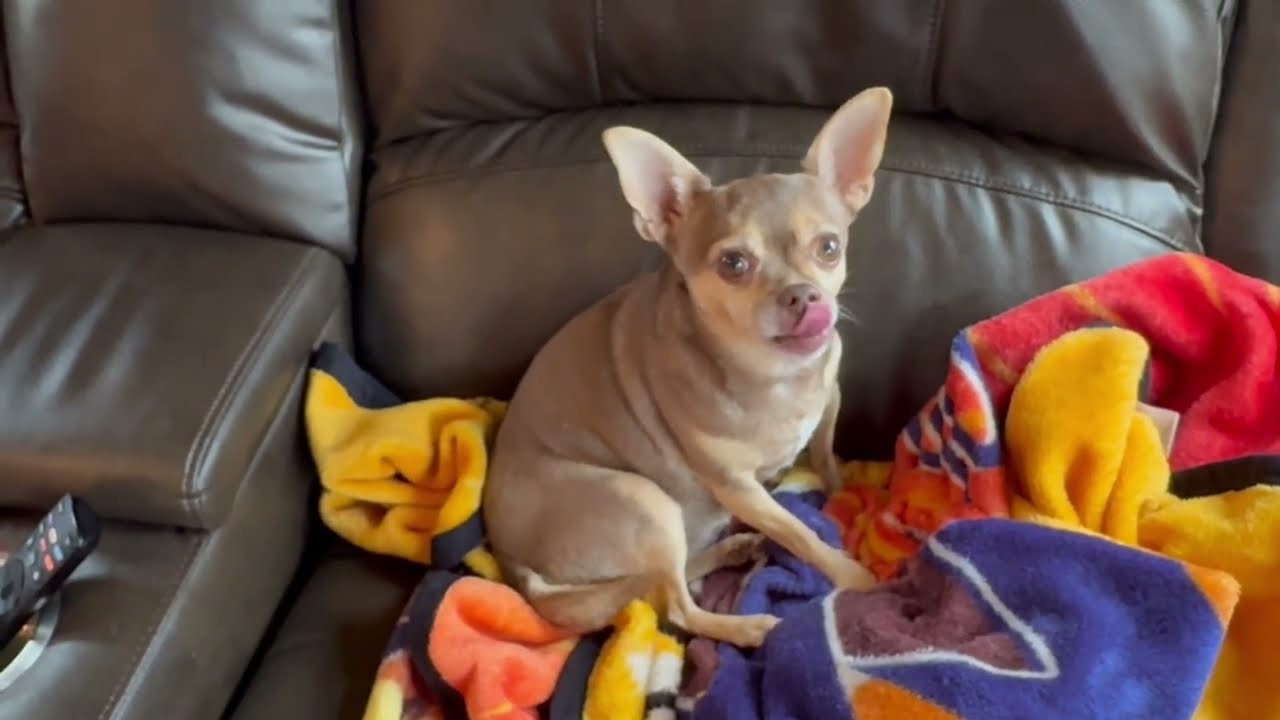 🐾 Hemp Calming Chews for Dogs | Natural Anxiety Relief Treats for Travel, Vet Visits & Thunderstorms