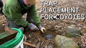 Coyote Trapping For Beginners | Where To Set Your Traps