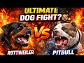 Rottweiler vs pitbull | ultimate dog fight | comparison 🦮🐕