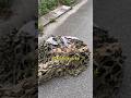 アメリカ軍の間にある日本の道