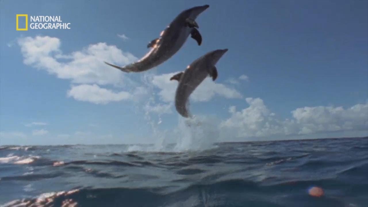 심각한 사디스트? 돌고래의 본모습!
