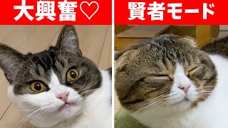 大興奮の息子猫と賢者モードのパパ猫