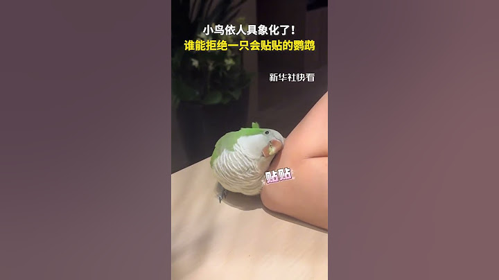小鳥依人具象化了！誰能拒絕一只會貼貼的鸚鵡