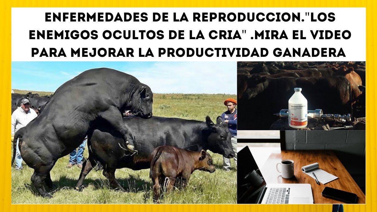 🔴EFICIENCIA EN GANADERIA MANEJO PARA PREVENIR LOS DAÑOS DE LAS ENFERMEDADES REPRODUCTIVAS EN BOVINOS