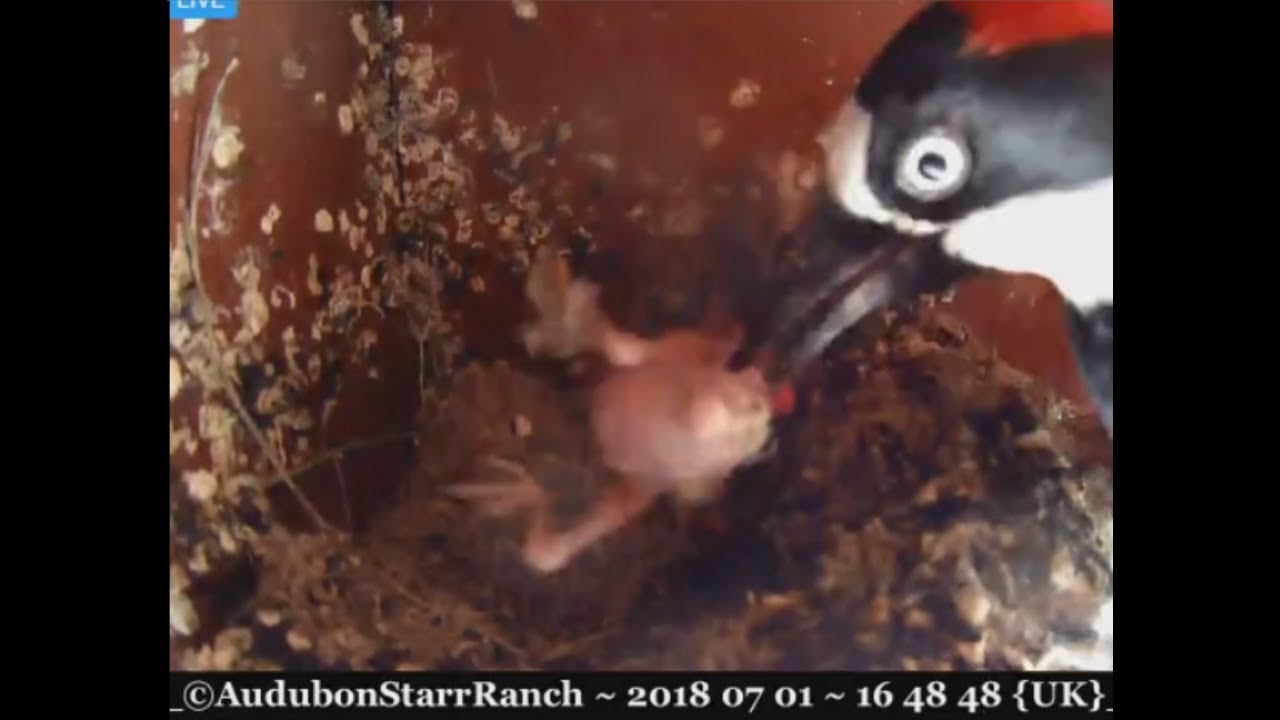 Acorn Woodpecker takes all the Finchlets ~ ©Audubon Starr Ranch House