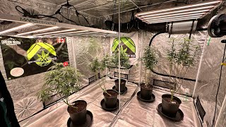 Flower Stretch 🌴 Green Rush Nutrients 🏔️Veg Tent Exploding ✂️ MadMacLyn & Crosses Ready For The 🪓