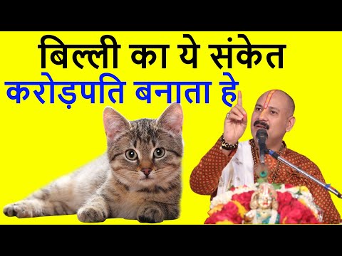 बिल्ली का ये संकेत भाग्य बदलता हे ! billi ke sanket !