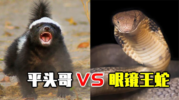 眼镜王蛇VS平头哥！蜜獾能抗住眼镜王蛇的毒液吗？为什么一些动物能抗毒？【世界记忆大师龙雅】 - 天天要闻