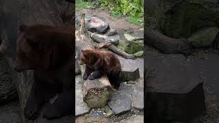 The Brown Bear At Cesky Krumlov Castle