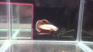 Copper Red dragon OHMPK 150716