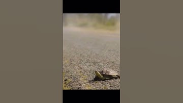 what if Sonic never saved the turtle… #shorts