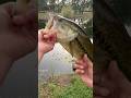 Carolina Rig in the Spawn 🔥#fishing #bassfishing @JRVlogs105